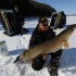 Ice Fishing Tip Up Tips