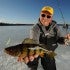 Yellow Perch Secrets